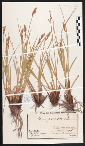 Schwarzschopf-Segge bei Fürth-Steinach