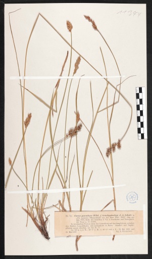 Schwarzschopf-Segge bei Leopoldshafen