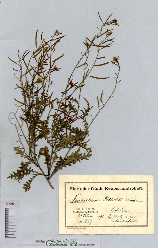 Französische Hundsrauke bei Nürnberg-St. Leonhard