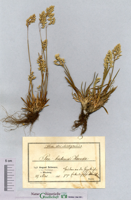 Badener Rispengras bei Erkenbrechtshofen