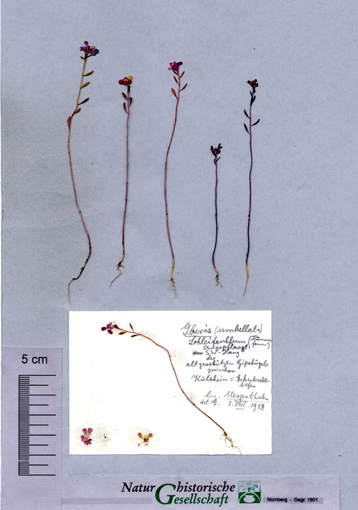 Doldige Schleifenblume bei Külsheimer Gipshügel