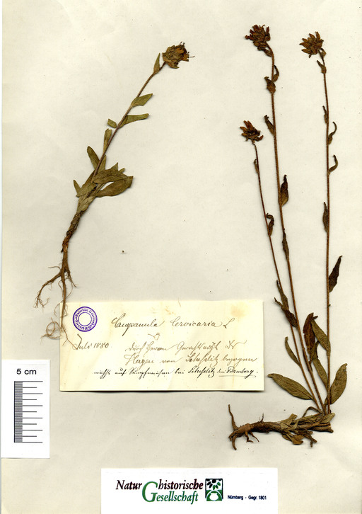 Borstige Glockenblume bei Scheßlitz