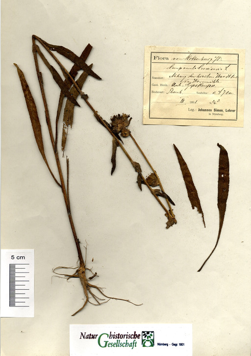 Borstige Glockenblume bei Windelsbach