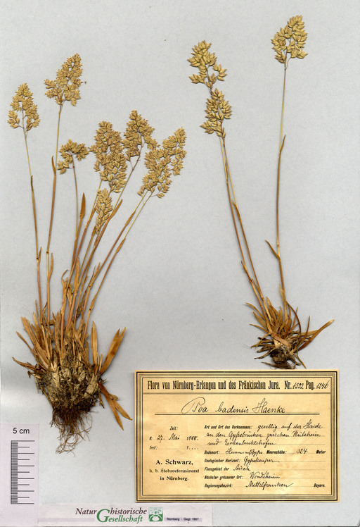 Badener Rispengras bei Erkenbrechtshofen