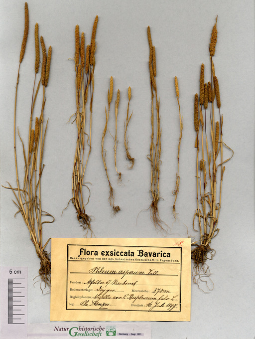 Rauhes Lieschgras bei Alfalter