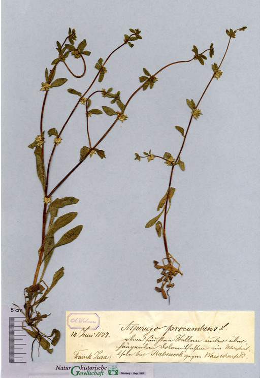 Niederliegendes Scharfkraut bei Eichenbirkig