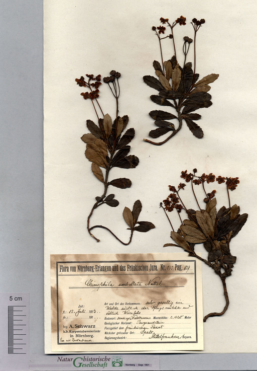 Dolden-Winterlieb bei Gemeinde Spalt