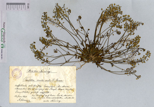 Kahler Bauernsenf bei Nürnberg-Gibitzenhof