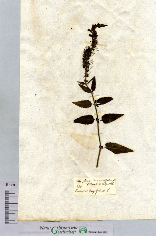 Langblättriger Ehrenpreis bei Nürnberg-Tullnau