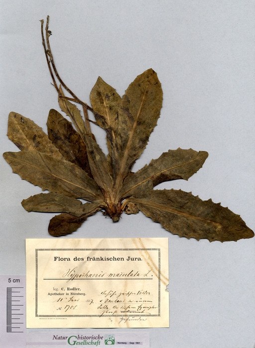 Geflecktes Ferkelkraut bei Velden