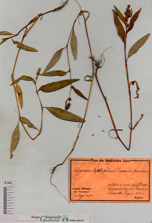 Lein-Ampfer-Knöterich bei Pilsach