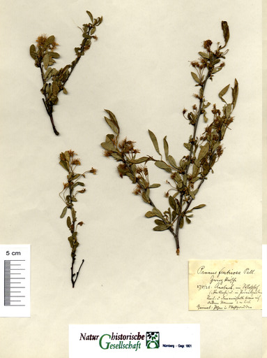 Zwerg-Kirsche bei Ansbach