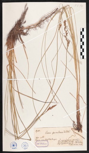 Schwarzschopf-Segge bei München-Nymphenburg